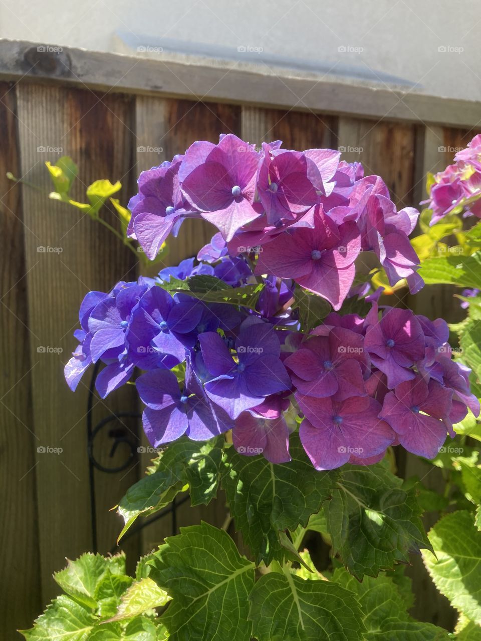 Purple and pink hydrangeas 
