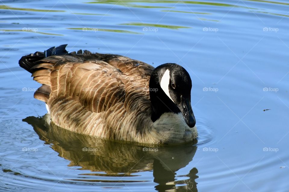 Goose swimming in river