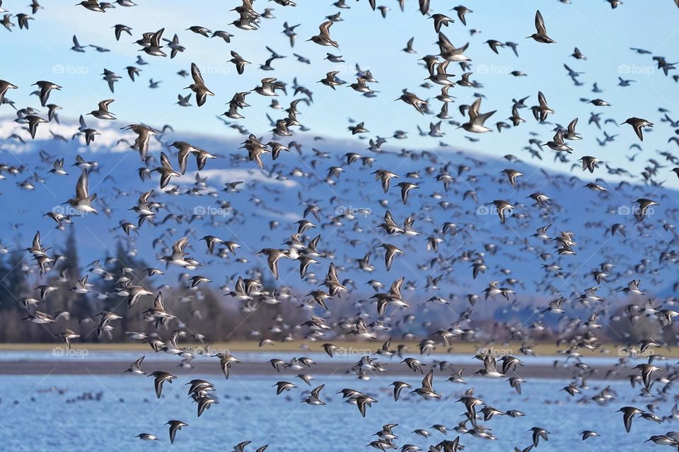 A flock of Dunlin taking flight