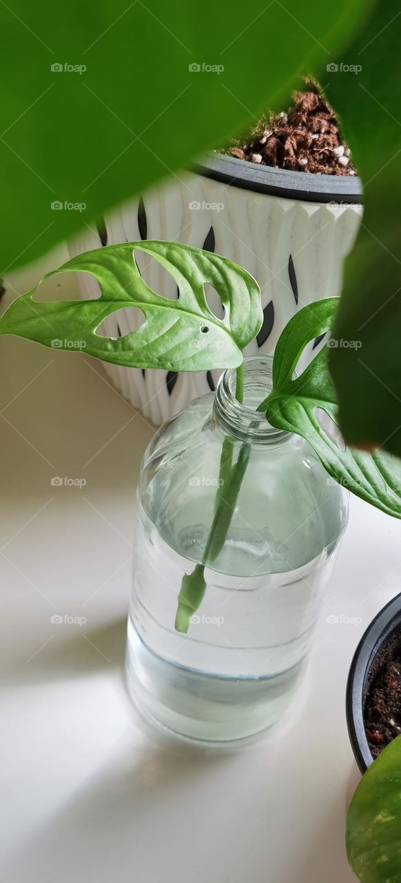 Monstera Cutting In A Recycled Glass Bottle