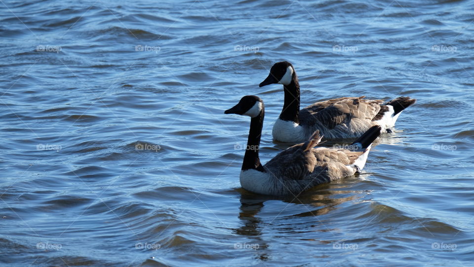 Geese in lake