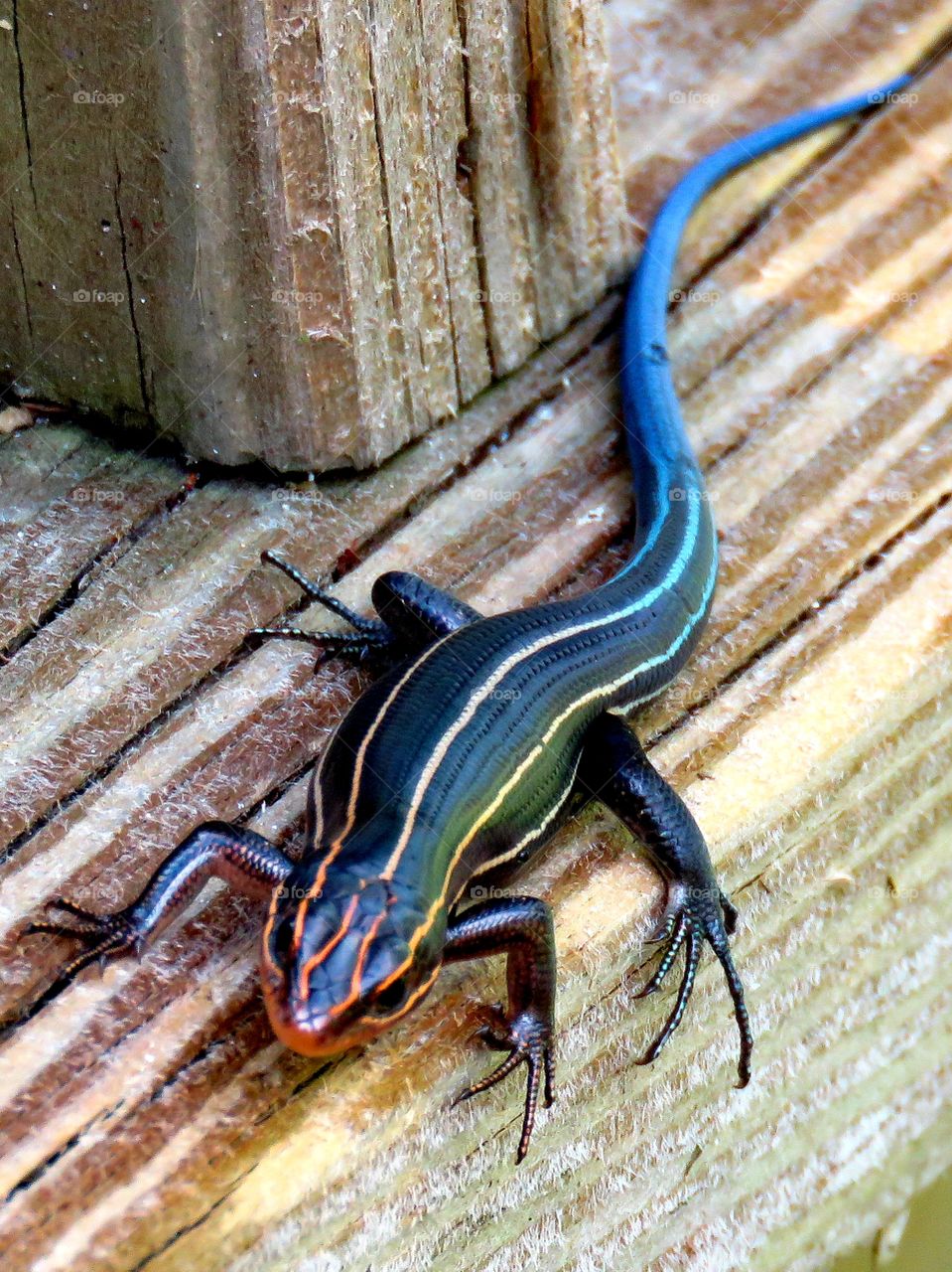 five lined skink