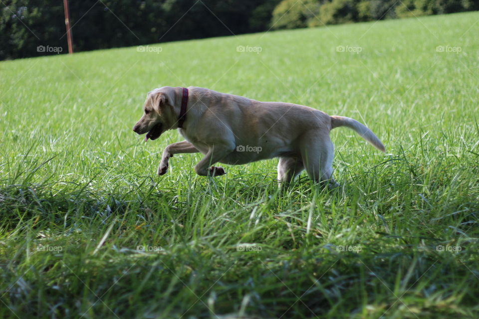 Grass, Dog, Mammal, Animal, Field