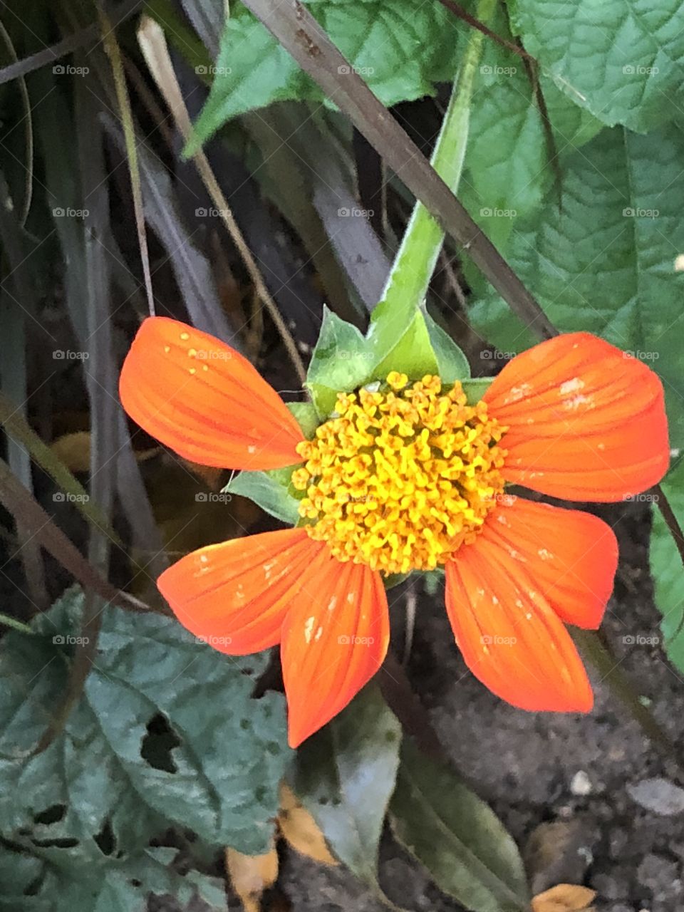 Orange and yellow flower 