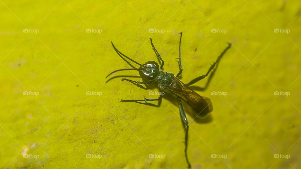 beautiful macro shot 