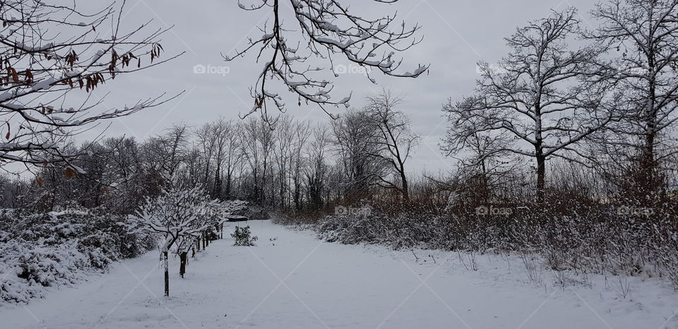 Snow in the woods