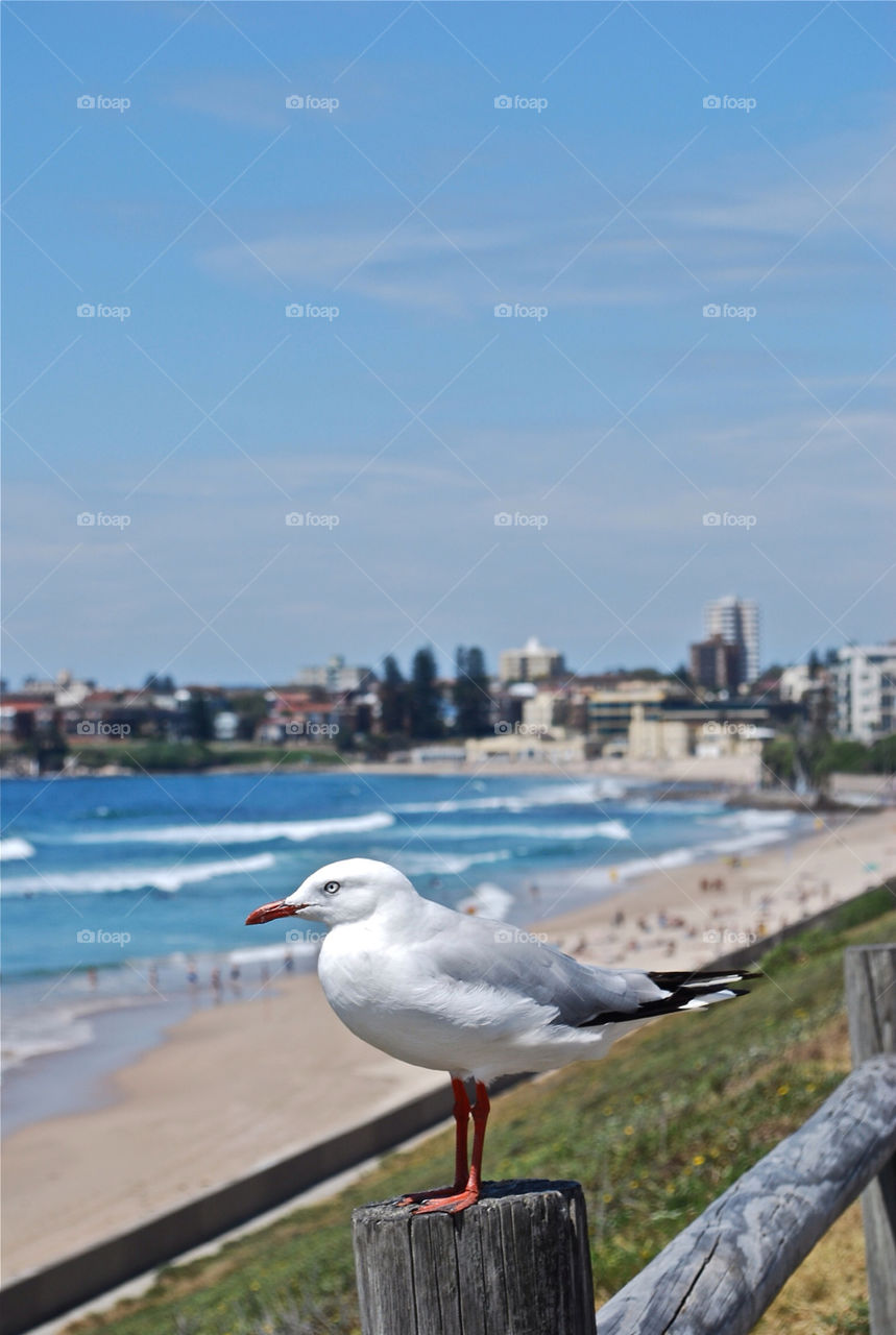 beach sunny seagull seaside by louis3210