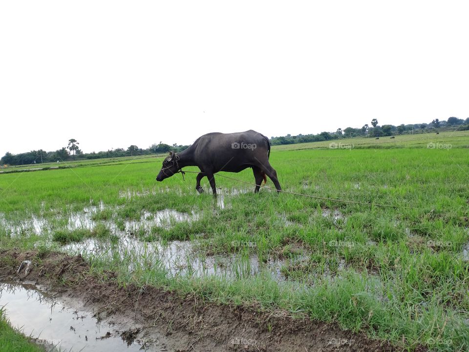 buffalo in green meadows lands paddy fields...