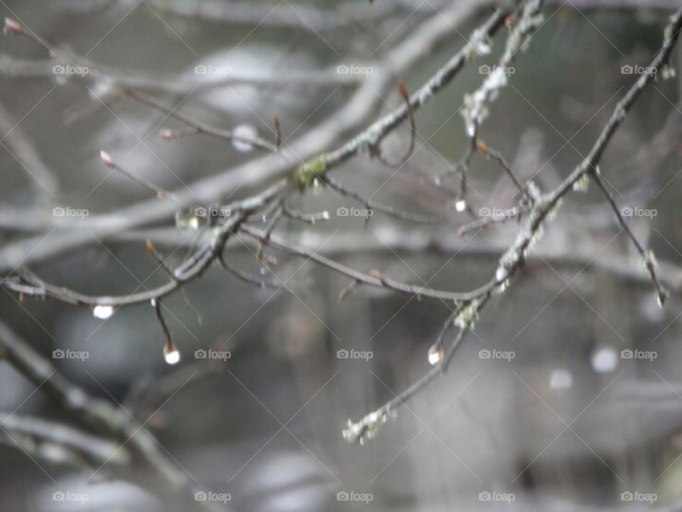 winter nature tree rain by chnoudi