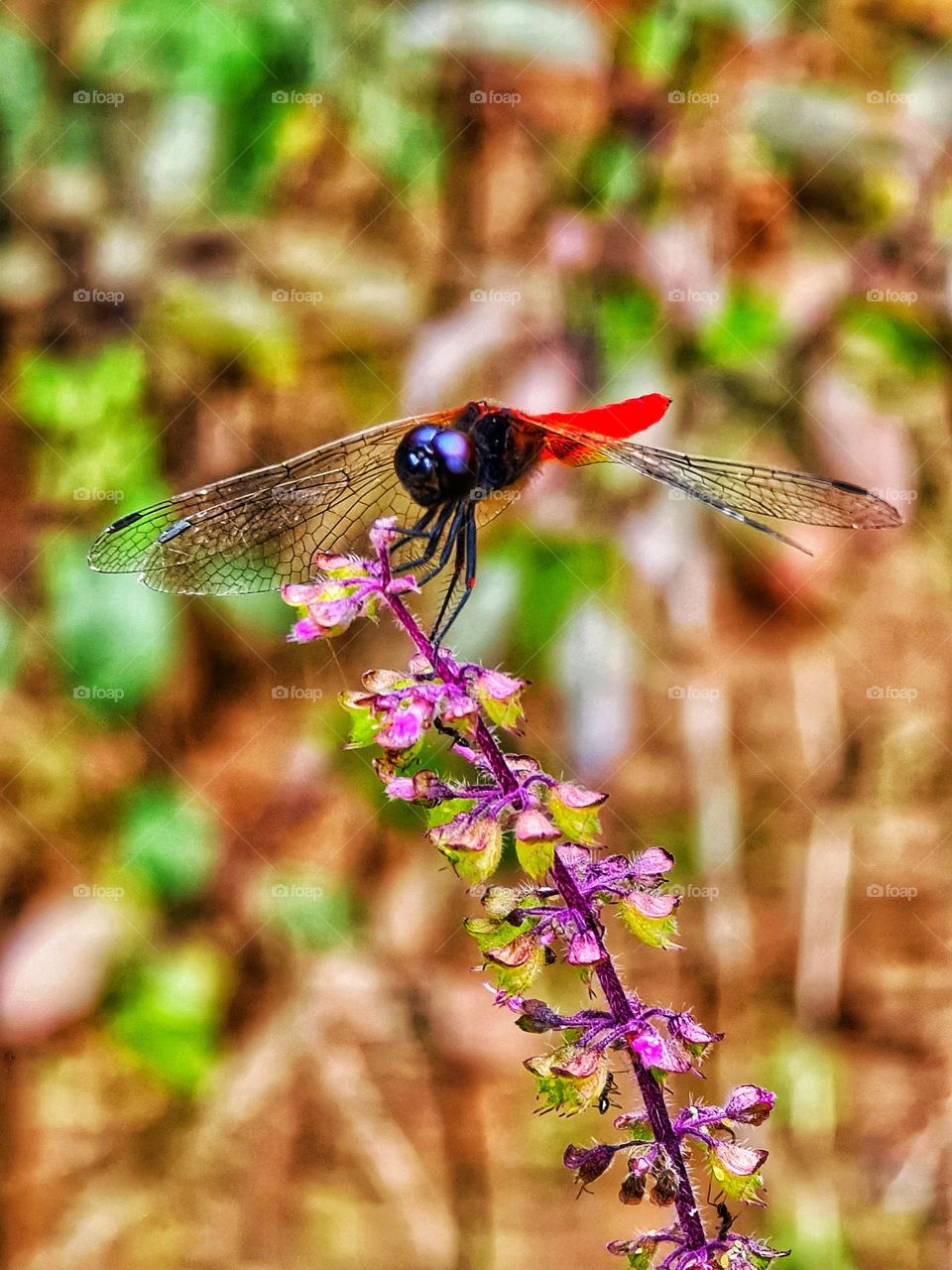 dragon fly on Thulsi plant