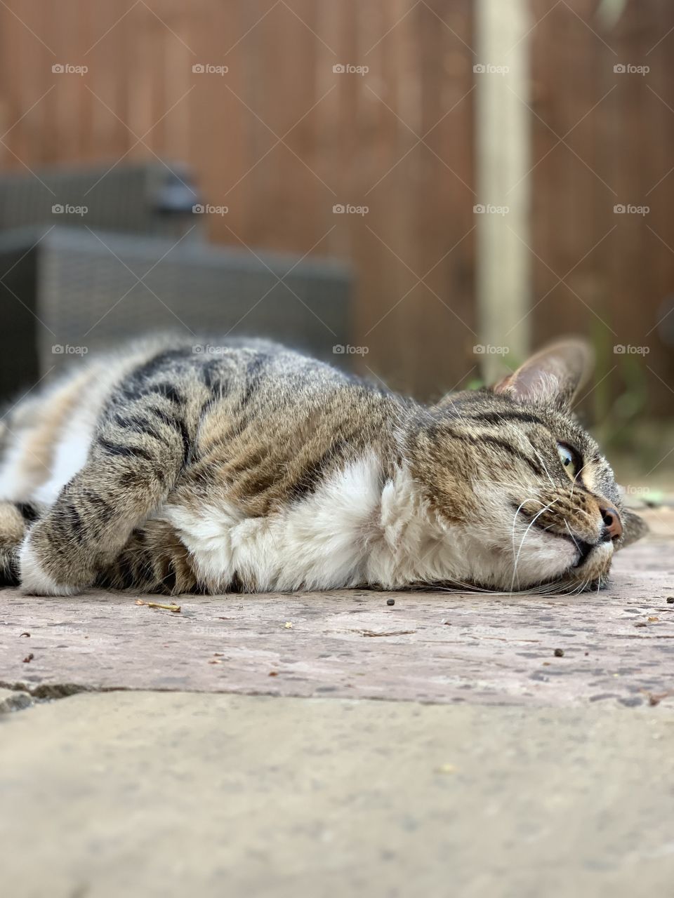 Cute cat chilling in the sun