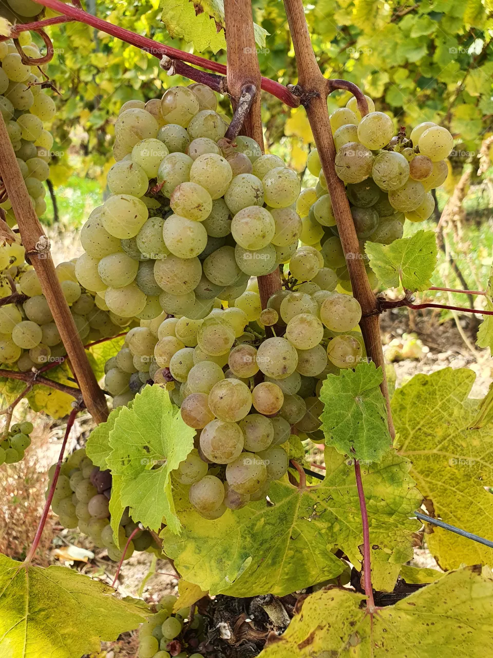 Grapes