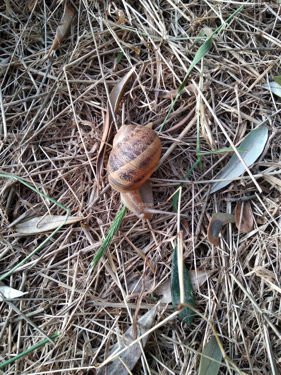 Snail