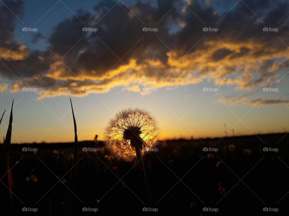 Sunset with a blowball in the foreground the sun behind the blowball an orange clouds