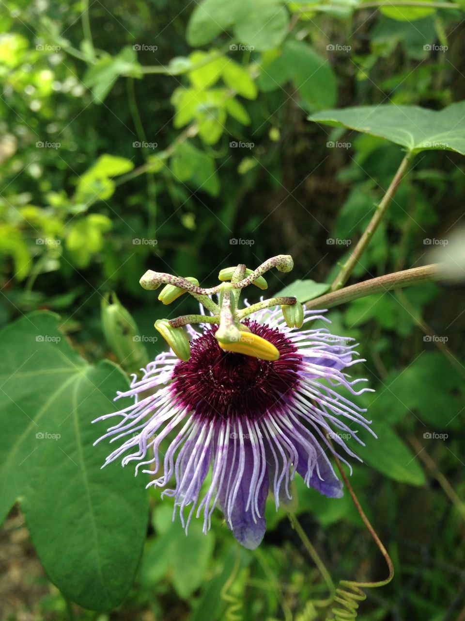 In the 16th century, when Christian  Passion fruit flowermissionaries landed in South America, the passion flower was the plant that signified their success. They believed that the flower symbolized the death of Christ; the five petals represented the disciples (minus Peter and Judas), the corona symbolizes the crown of horns around Christ's head, and other features were a symbol of the wounds, nails, and whips used on Christ.  