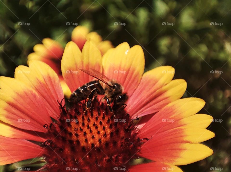 Macro photo of a bee sitting on a flower growing in the garden