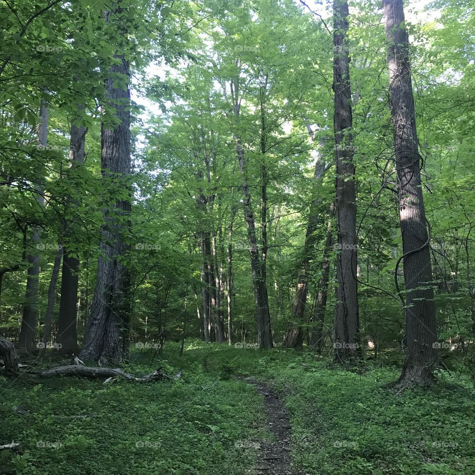 Hiking Trail, Garrison, NY