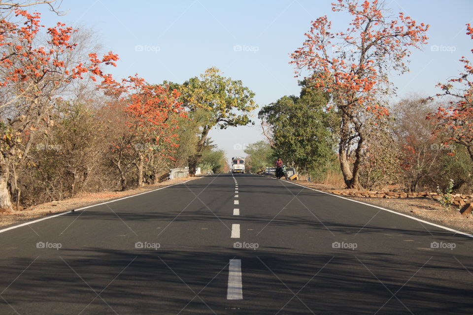 Road, Tree, Landscape, Guidance, Highway