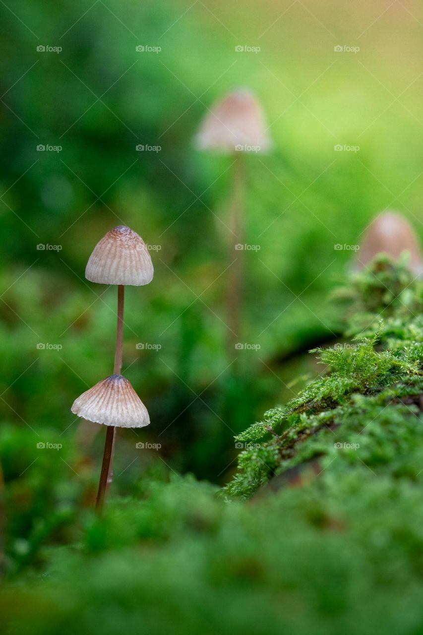 Closeup or macro of small mushrooms 