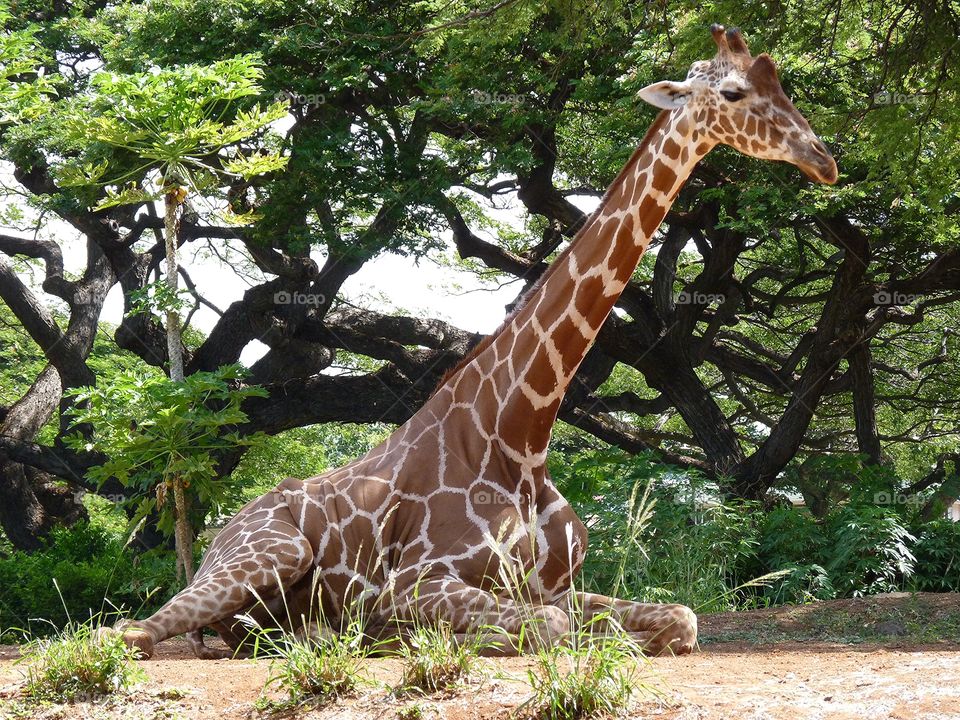 giraffe laying down at Honolulu Zoo
