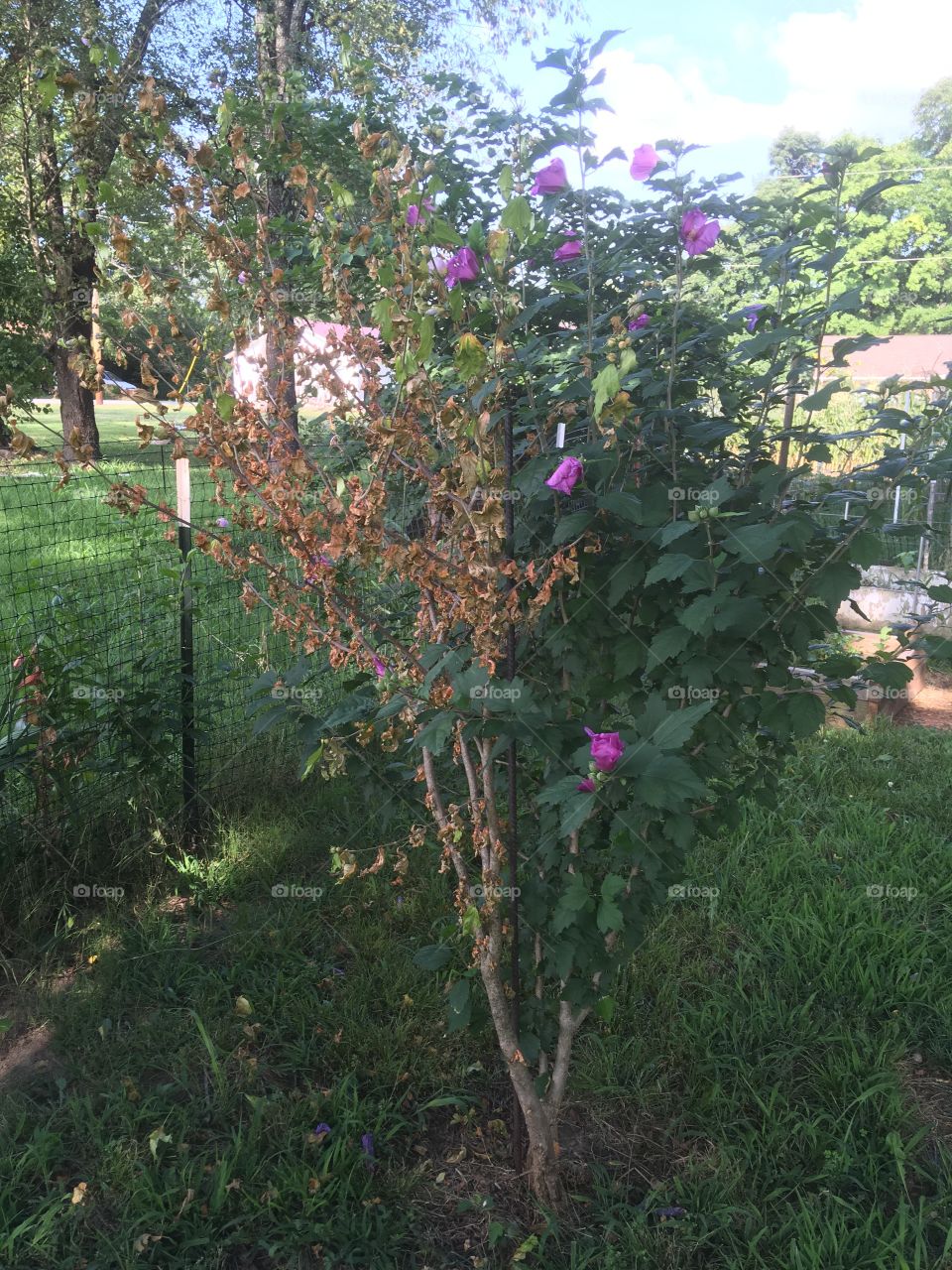 I didn’t find any bugs, one day my rose of Sharon was all green and now is half n half!