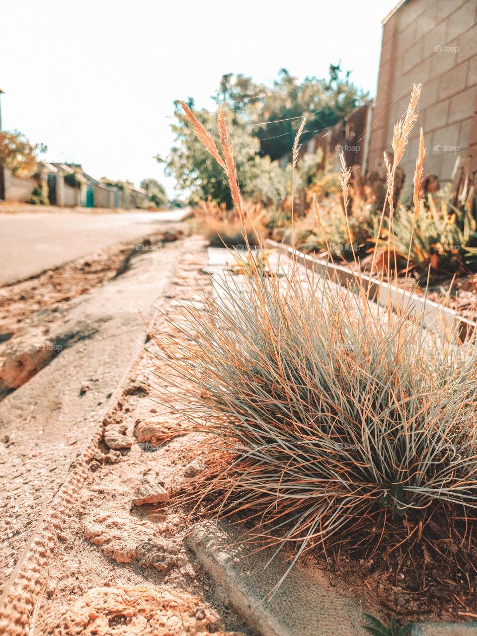 A plant called gray fescue. Nice landscaping near the track.