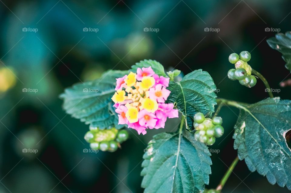 Syrian flowers