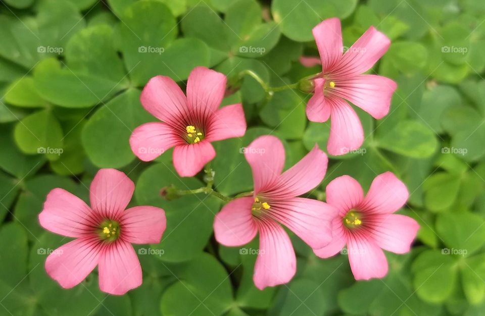 pink Flowers