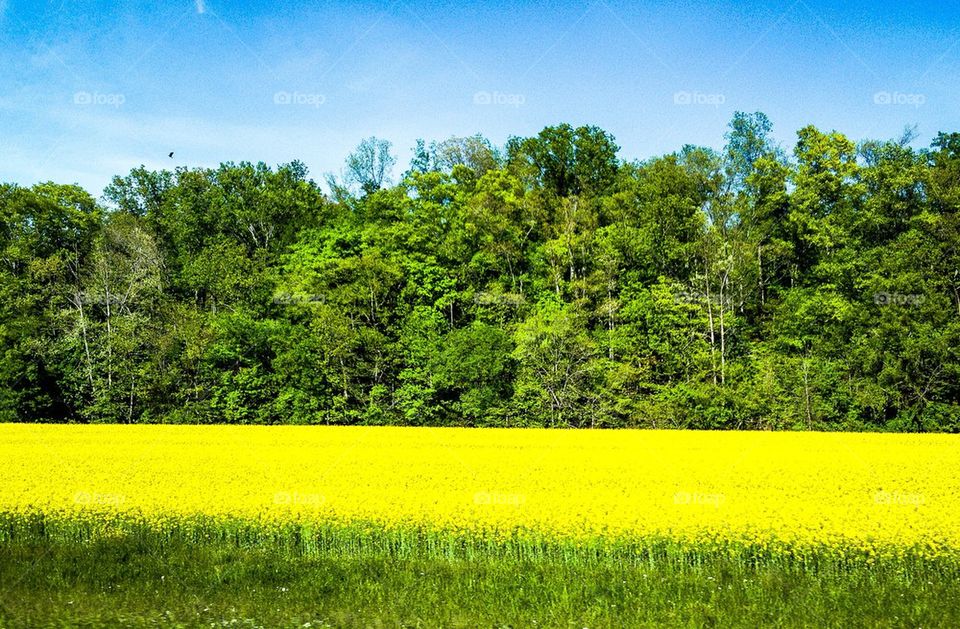 Yellow flower field