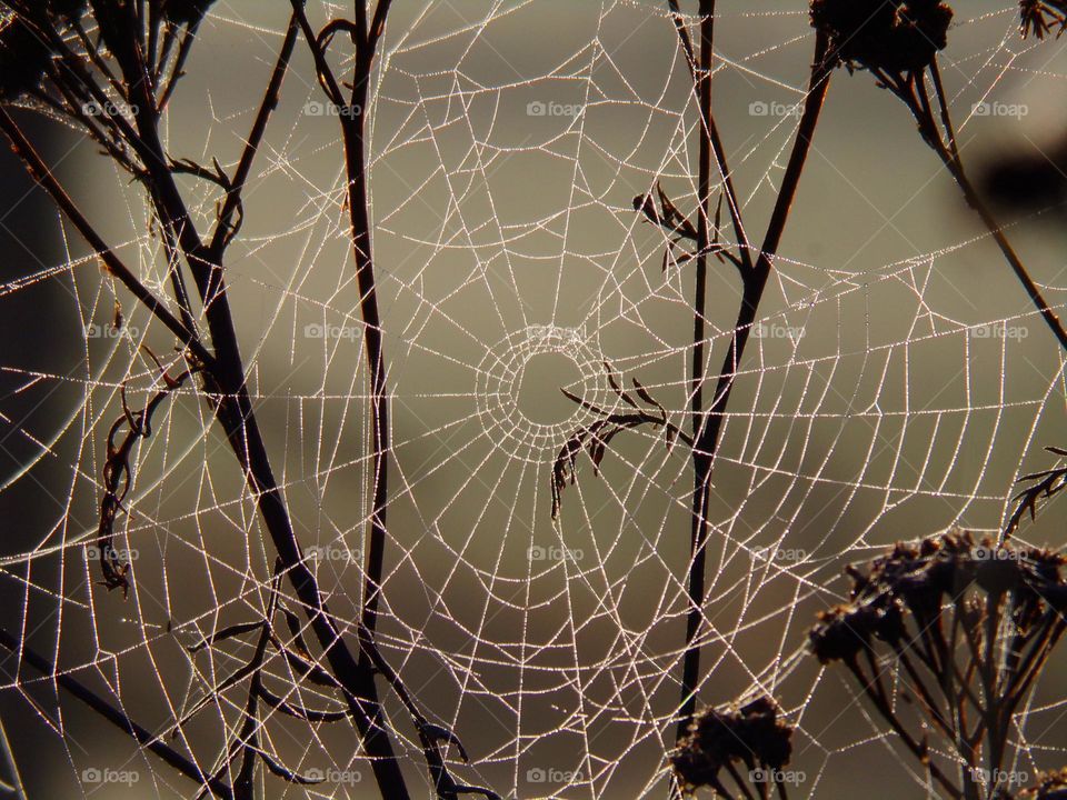 Spinnennetz in Sträuchern