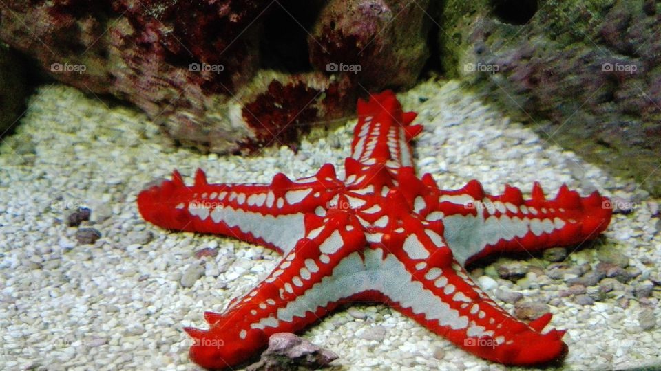 Red starfish. Red starfish at the bottom of the sea