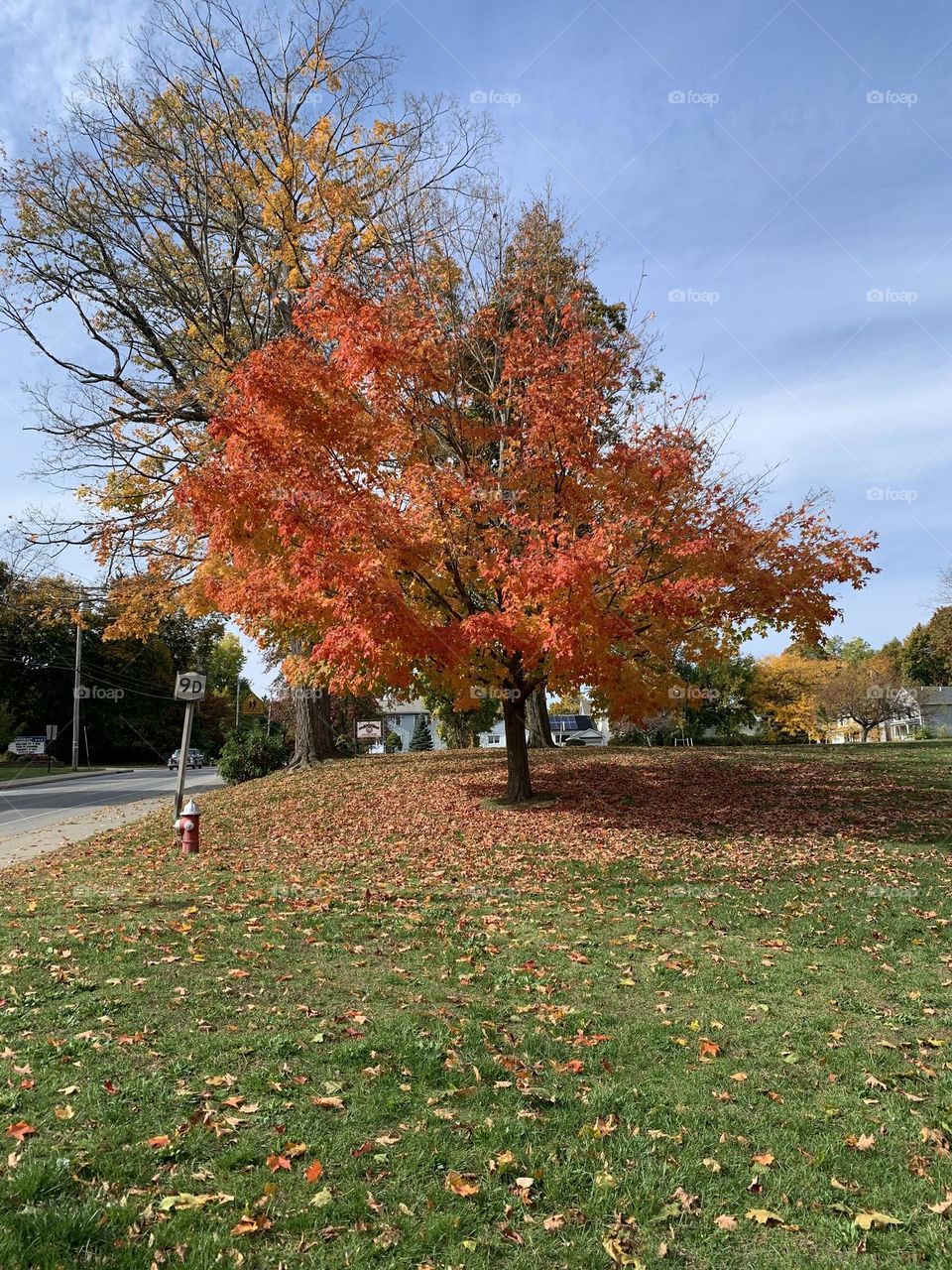 Red tree in the fall