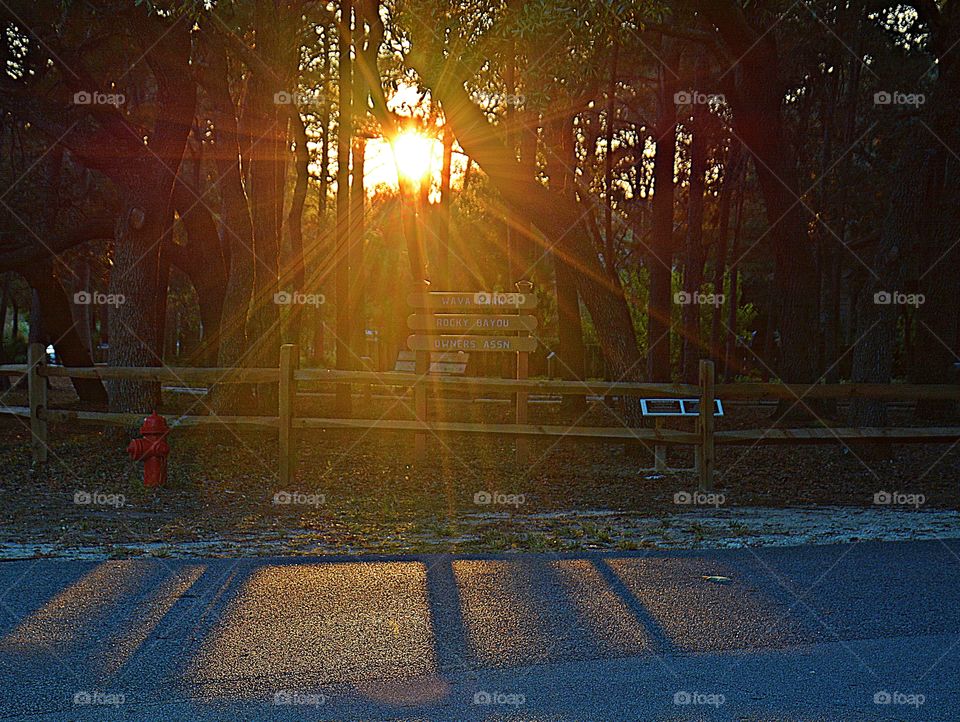 Sunlight penetrating through the trees onto the street- Light: Natural vs artificial vol 2. Light is the backbone of photography. Without light, there are no photos. After all, the word photo means light.
