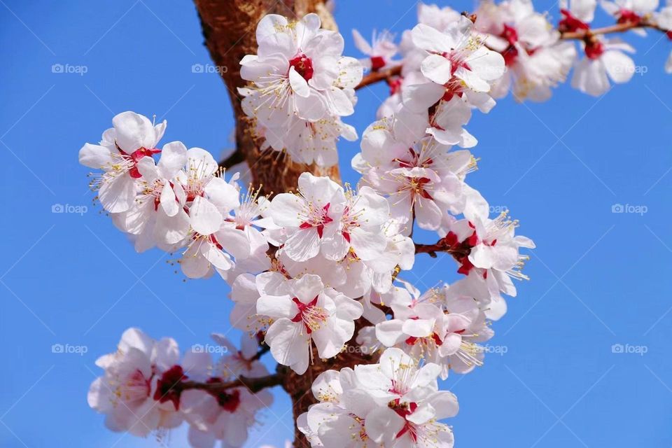 cherry blossom