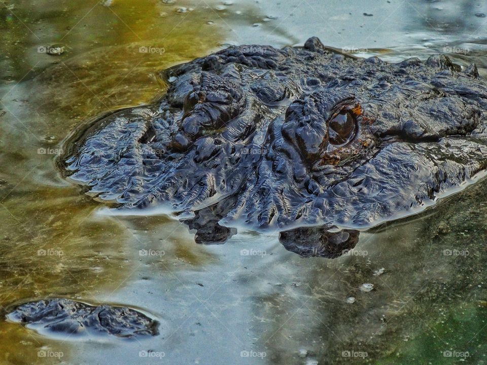 Alligator Lurking In A Swamp