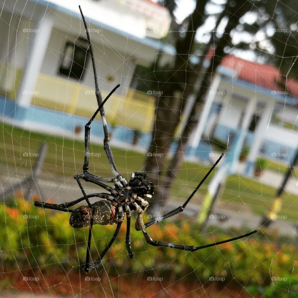 Malaysia orb Weaver spider