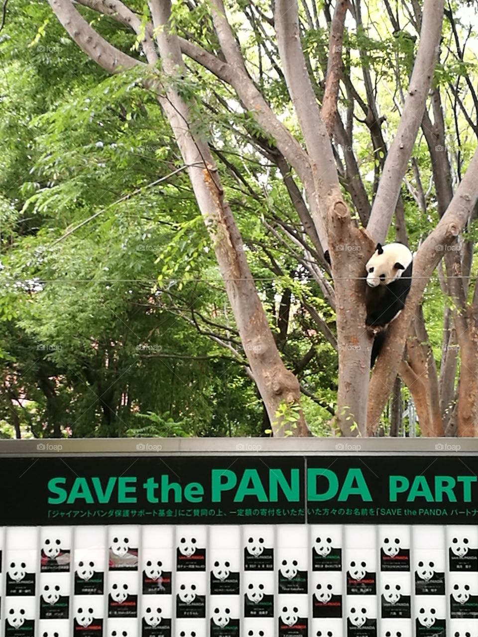 Tokyo, Ueno, Save the Panda