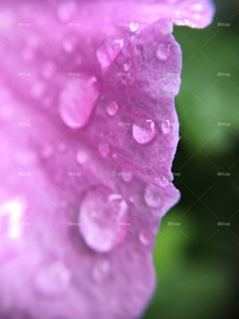 Rain on petal