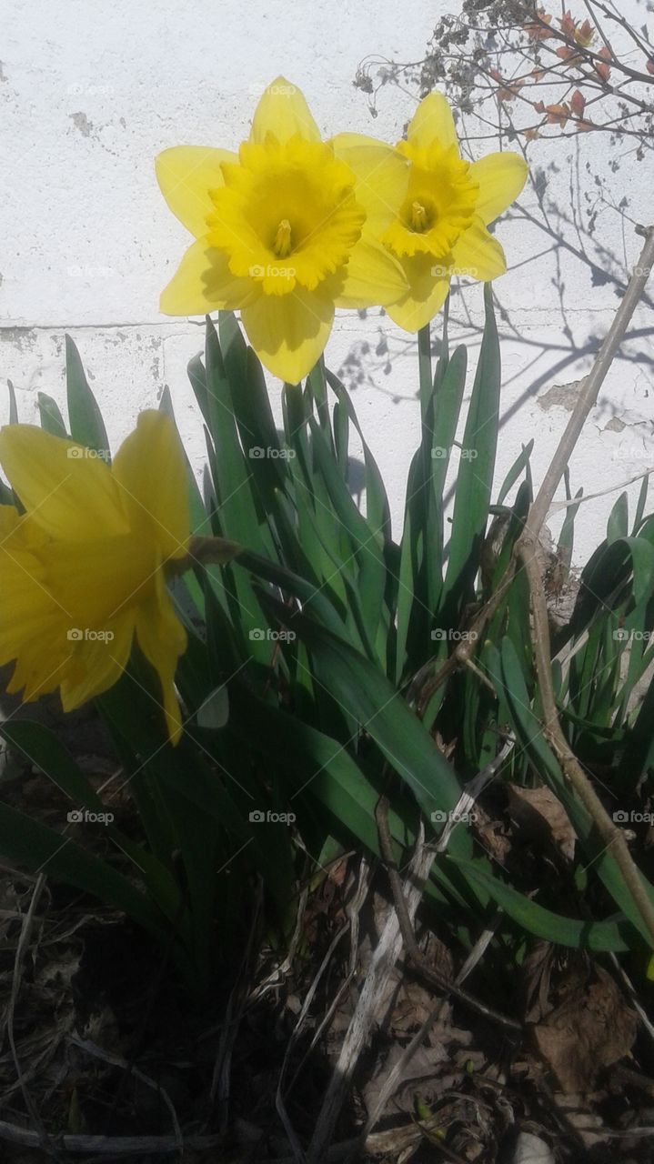 spring at last 
