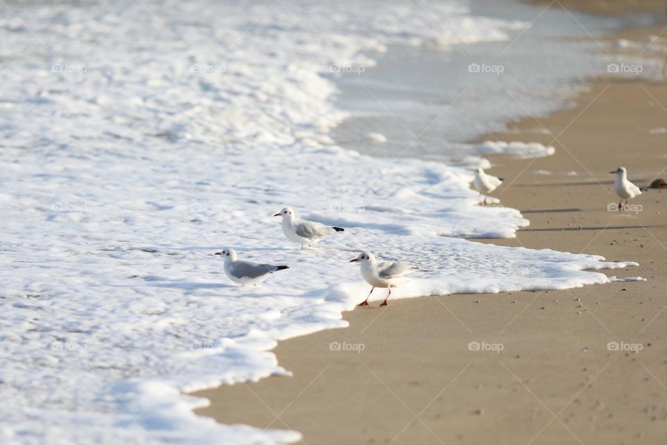 beach of the sea with seagulls in the water