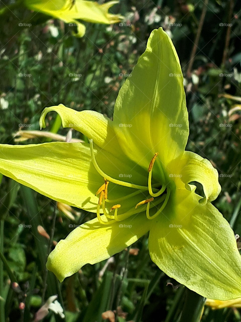 Lime Green Iris Flower