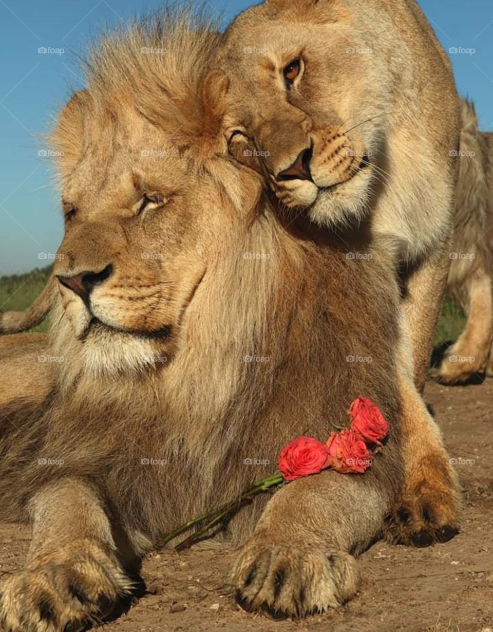 a beautiful lion with a big fluffy mane gives flowers to her lioness