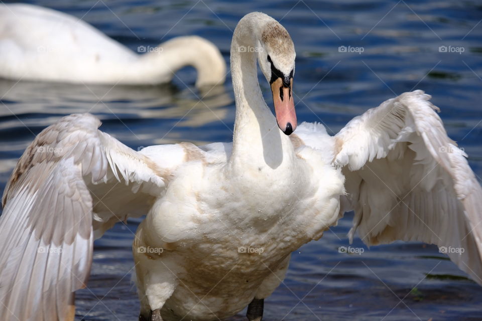 Swan 
flapping