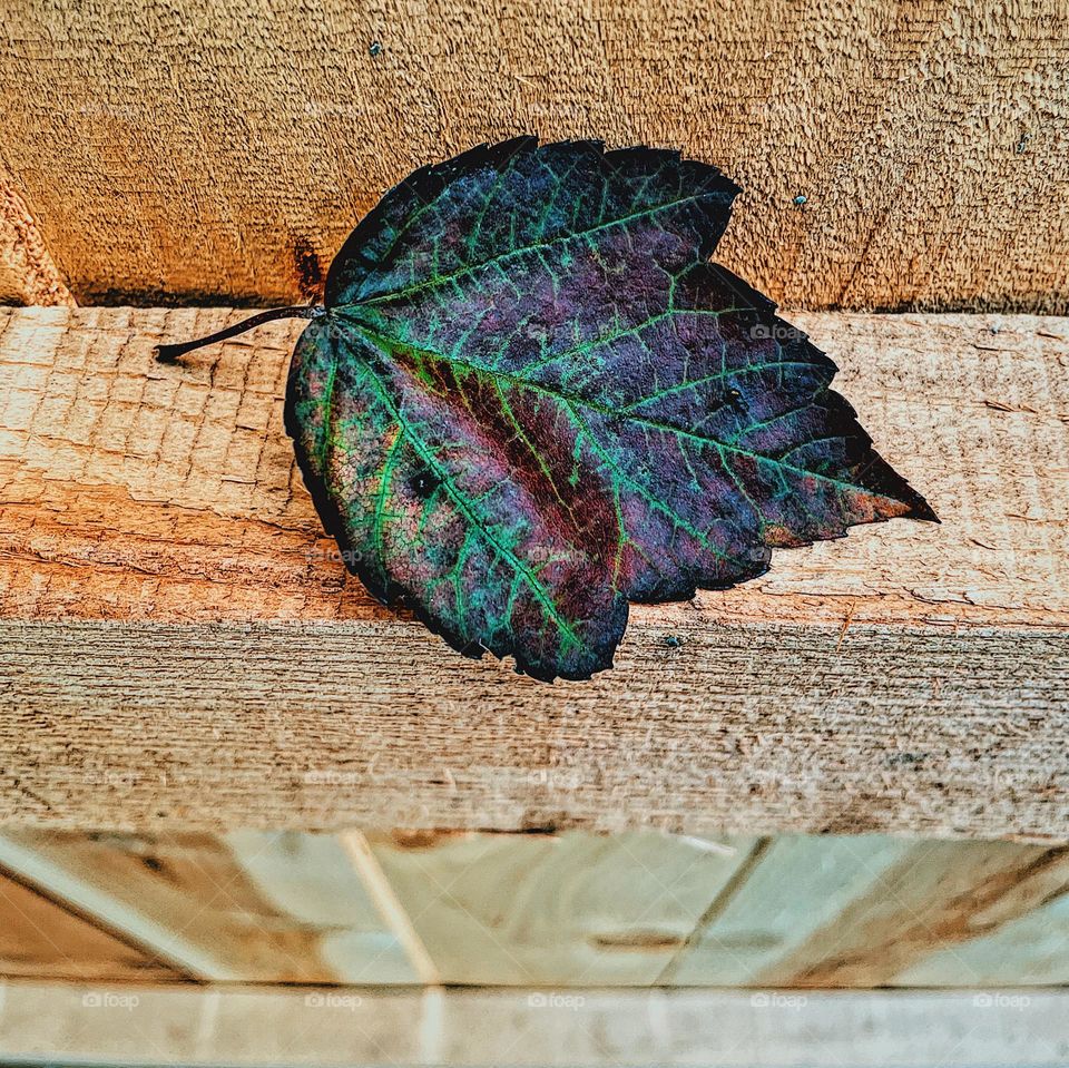 Leaf lands on fence, fall colored leaves falling, colorful leaves in the Midwest, fall time colors, fall leaf on fence, brightly colored leaf 