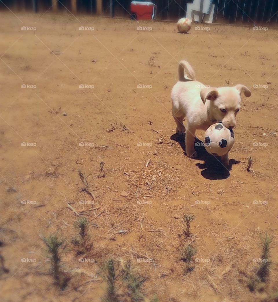 Puppy Soccer. Baby Bella playing with her miniature soccer ball 😊