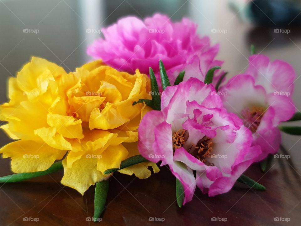 my beautiful Portulaca grandiflora