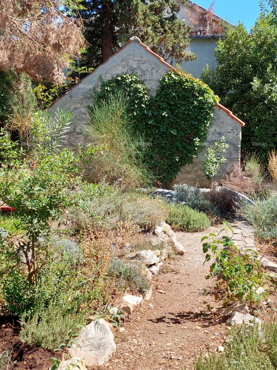 A garden decorated with various medical herbs and a small house overgrown with creepers in the shape of heart