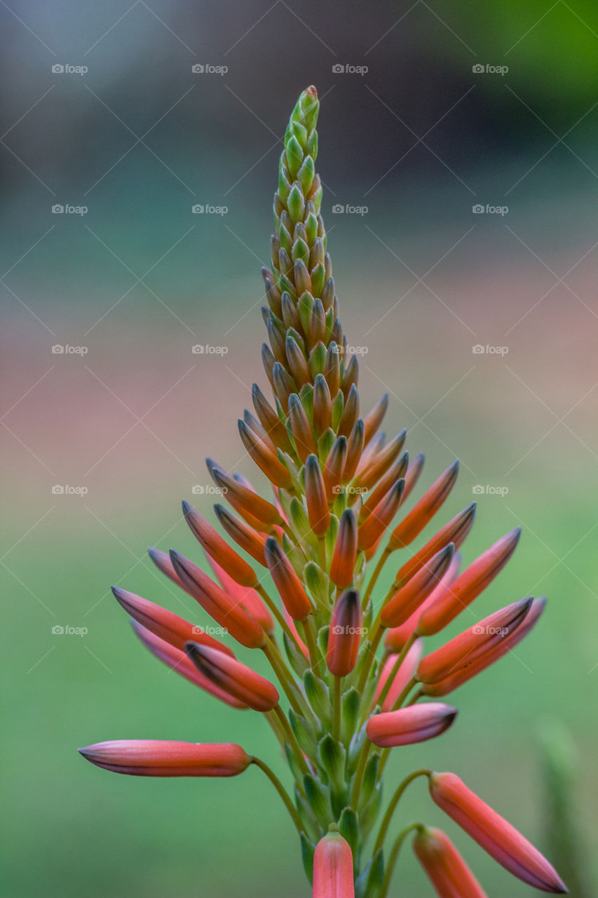flower with blurred background