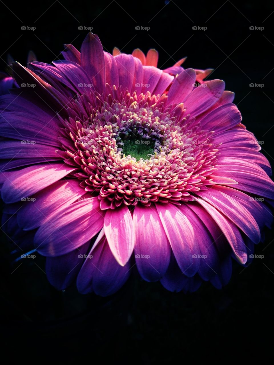 Gerber Daisy