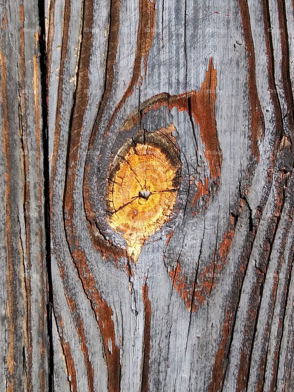 wood knot in weathered wood